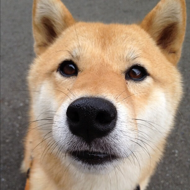 基耶萨一锤定音终结悬念,哥伦比亚提前晋级映衬冰岛遗憾出局